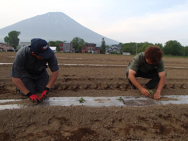 羊蹄山を背に、セル苗の定植作業