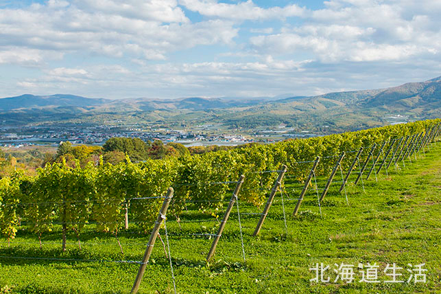 NIKIHills_吉田_6755_s (JPG 320KB)