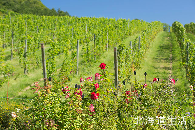 DomaineBless_保苅190921a_26_s (JPG 310KB)