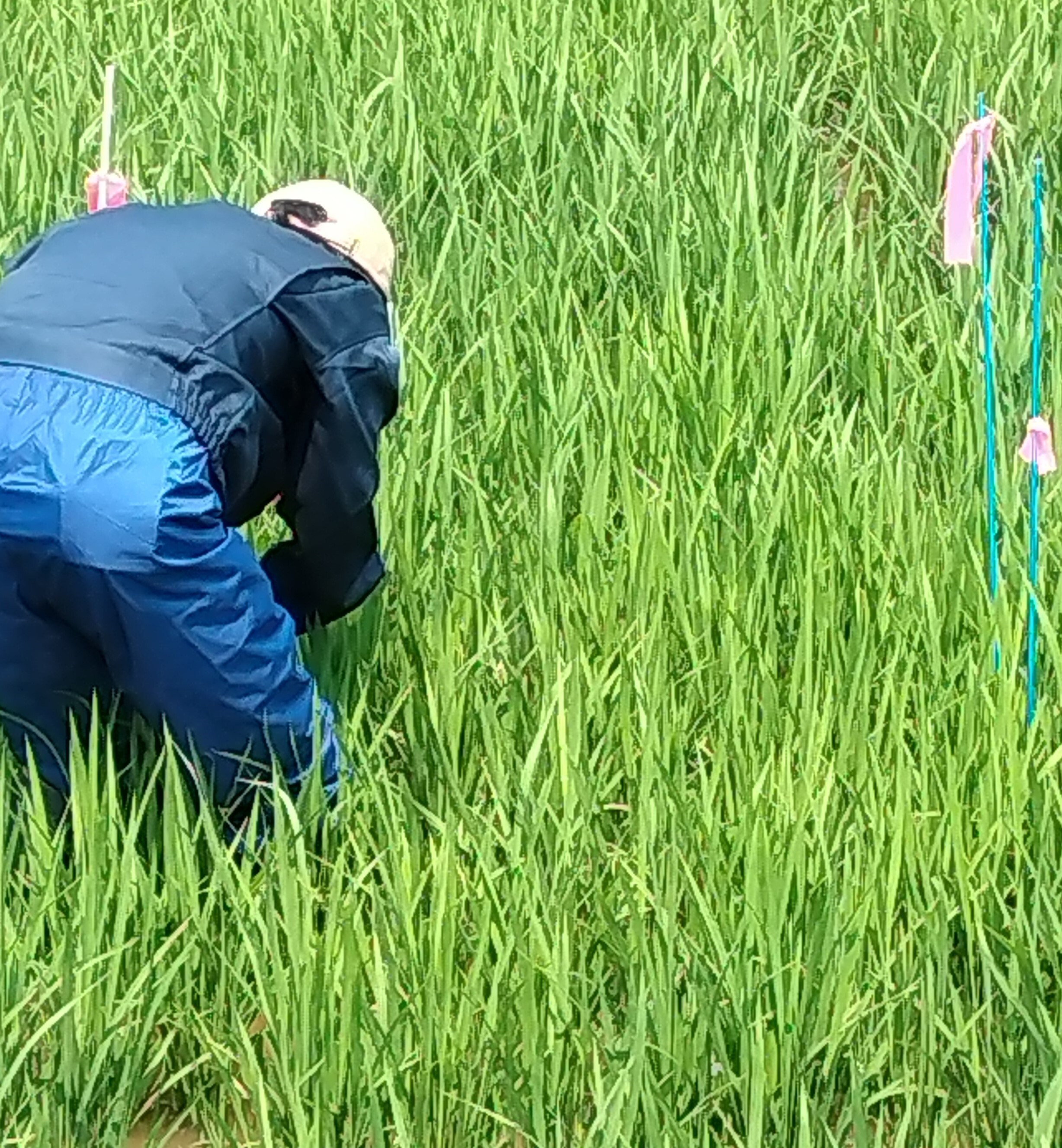 水稲の作況調査