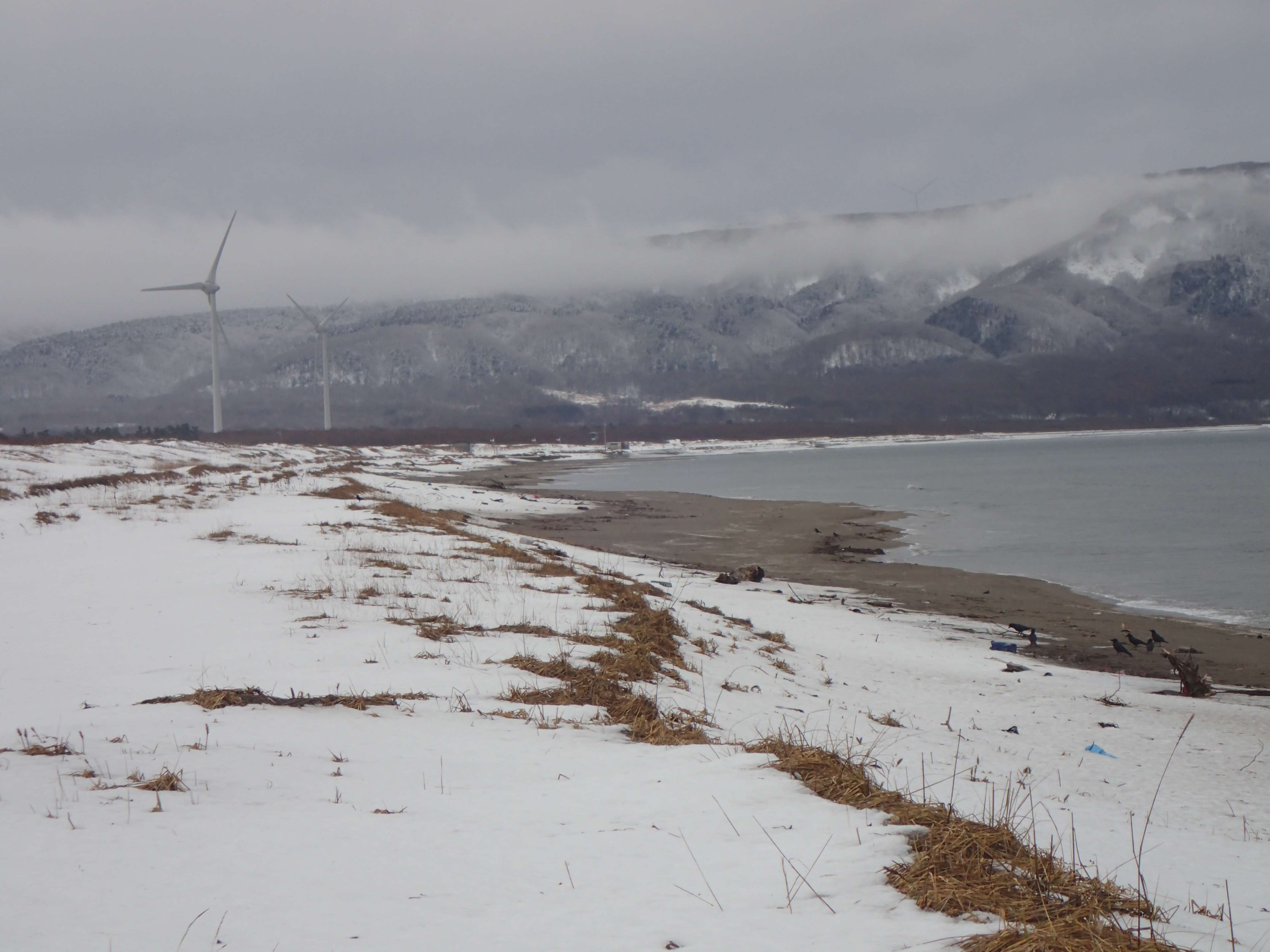 冬の穏やかな日本海(寿都海岸).JPG