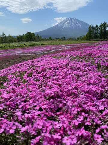 羊蹄山と芝桜.jpg