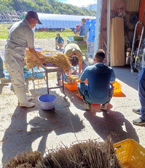 水稲の脱穀作業