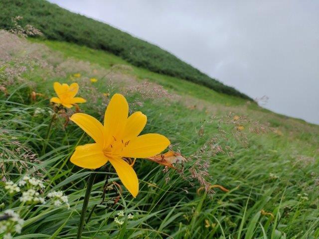 お花