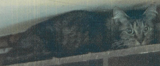 6C-40