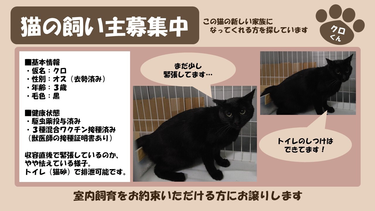 岩内猫 クロ