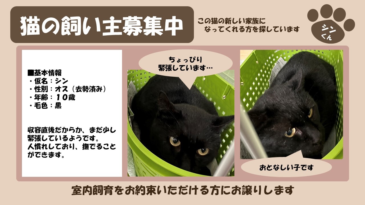 岩内猫 シン