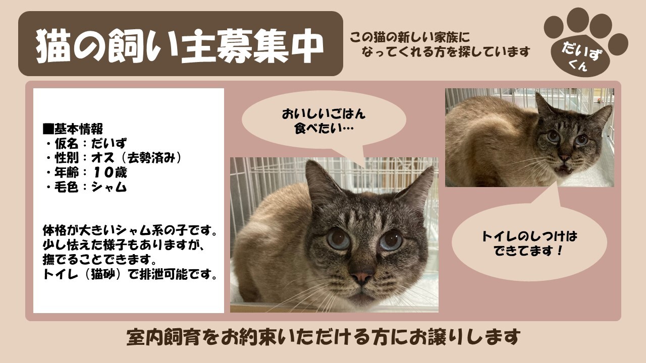 岩内猫 だいず