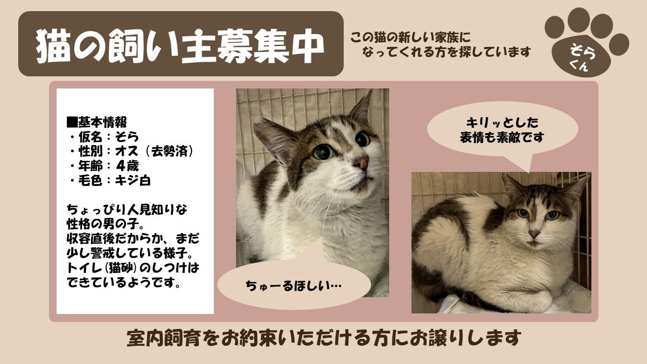 倶知安猫 そら