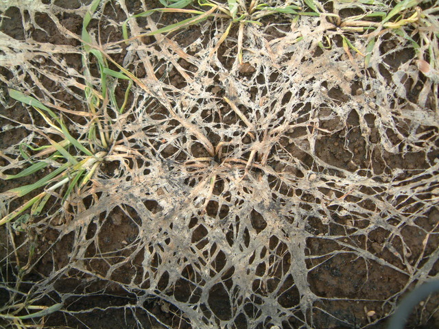 紅色雪腐病(Monographella nivalis)