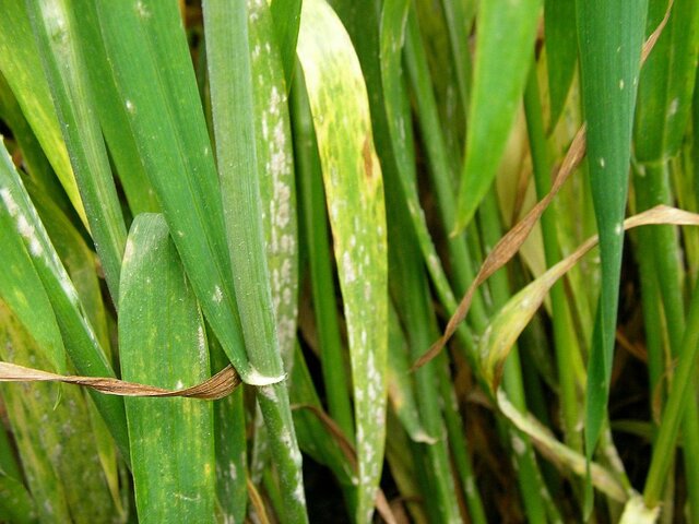 うどんこ病(Blumeria graminis)