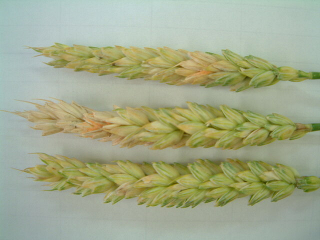 赤かび病(Gibberella zeae(Fusarium graminearum)他）