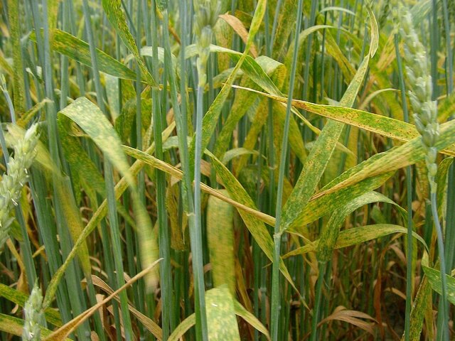 赤さび病(Puccinia recondita)