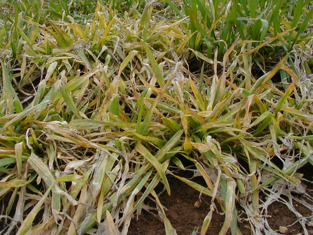縞萎縮病(Wheat yellow mosaic virus)