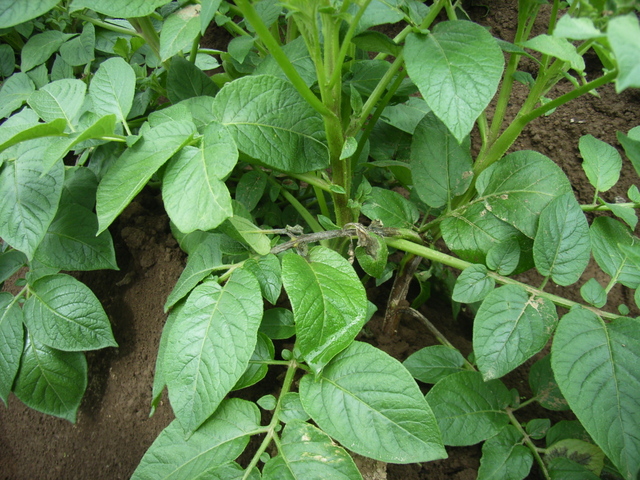 疫病(Phytophthora infestans)