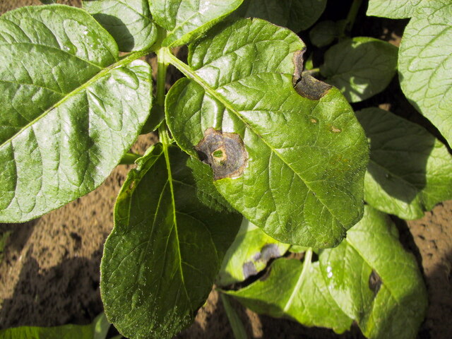 夏疫病(Alternaria solani)