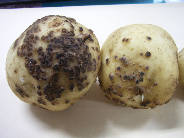 粉状そうか病(Spongospora subterrane)