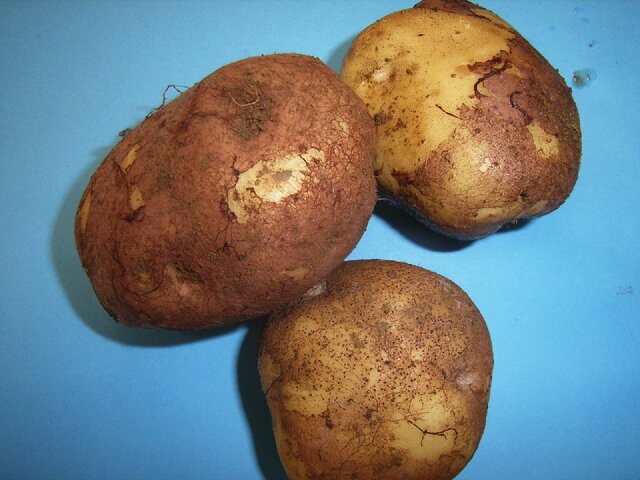 紫紋羽病(Helicobasidium mompa )