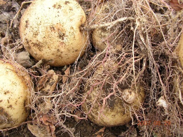 紅色斑点病(setophoma terrestris)