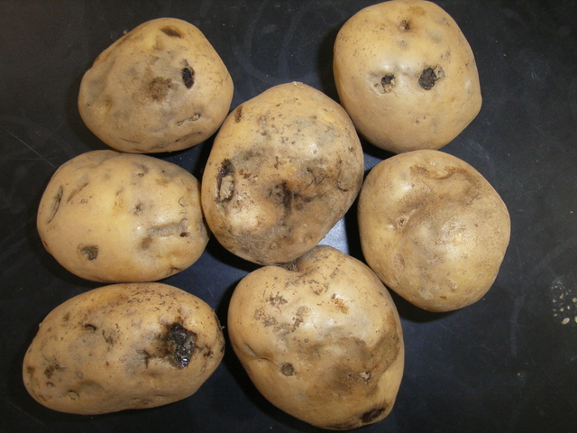 日焼け症状