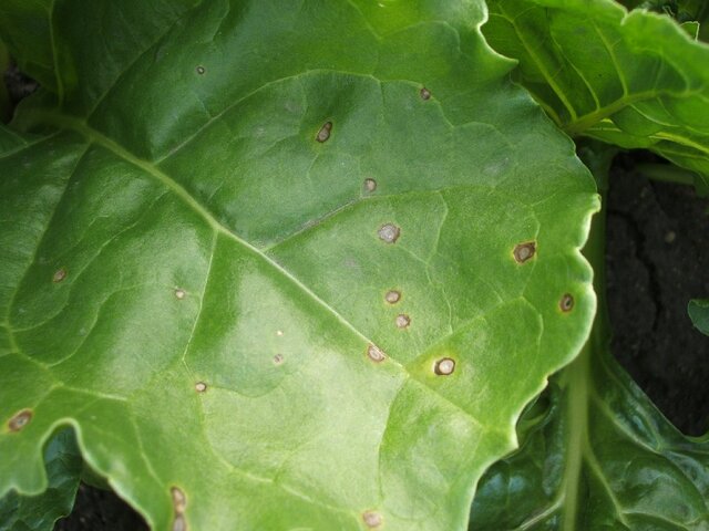 褐斑病(Cercospora beticola)