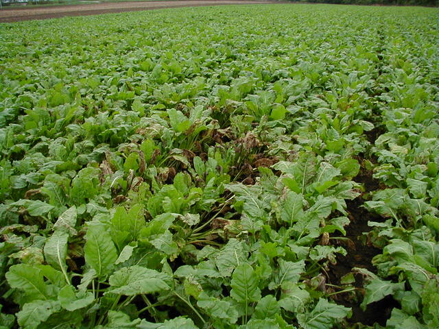 褐斑病(Cercospora beticola)