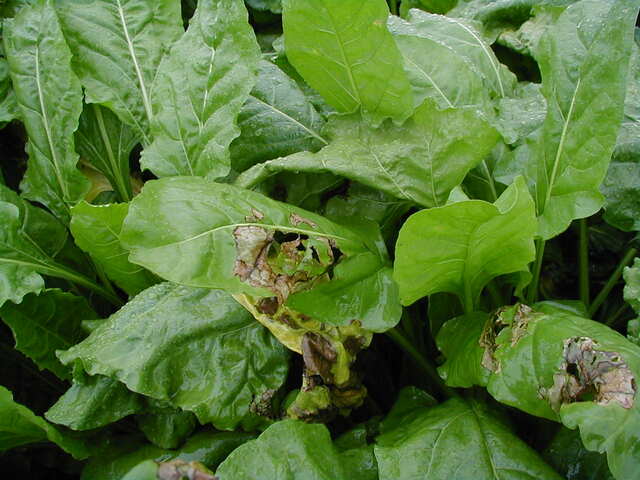 葉腐病(Thanatephorus cucumeris)