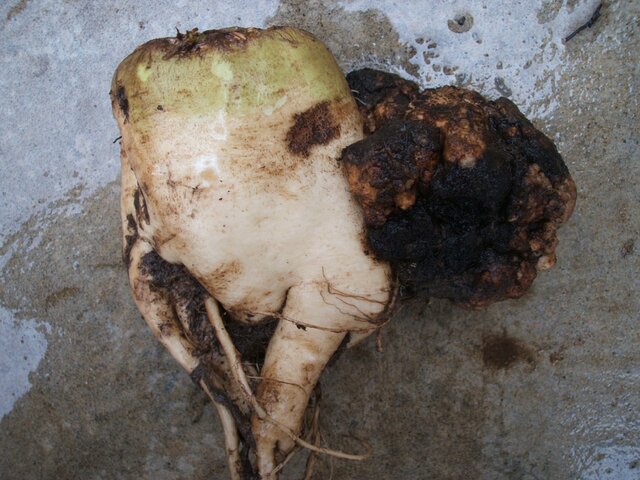 根頭がんしゅ病(Agrobacterium tumefaciens)