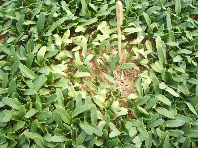 苗枯病(Trichoderma)