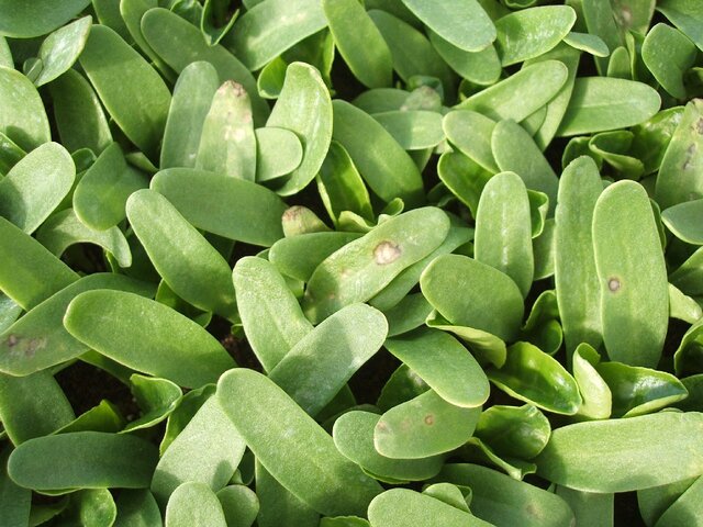 斑点細菌病(Pseudomonas)