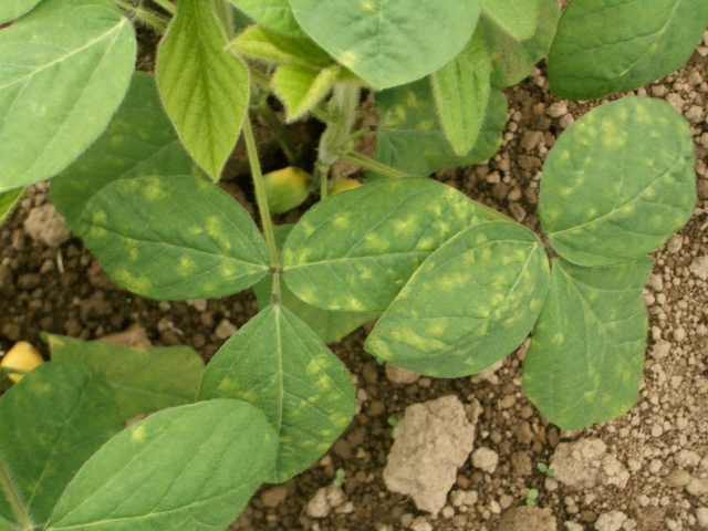 ベと病(Peronospora manshurica)