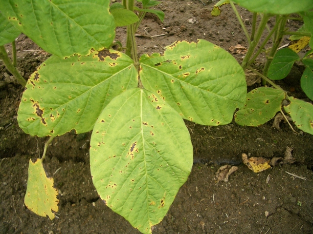 斑点細菌病(Pseudomonas savastanoi)