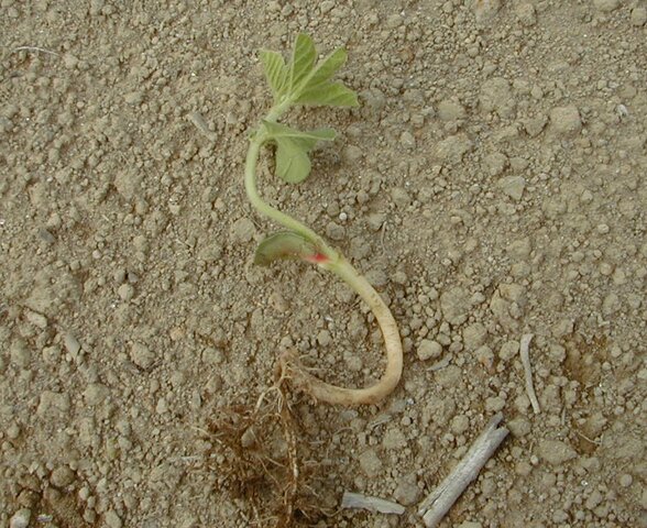 土壌のクラストによる生育不良