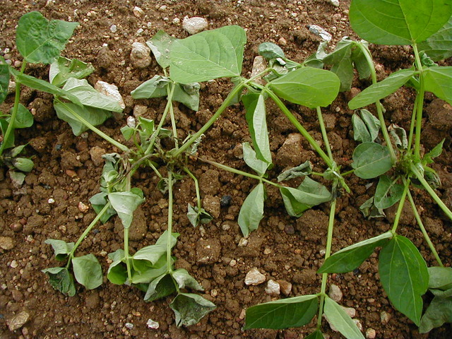 茎疫病(Phytophthora vignae)