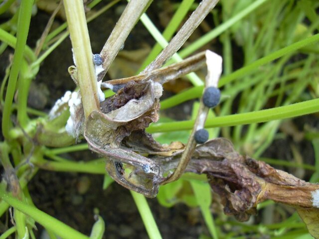 菌核病(Sclerotinia sclerotiorum)