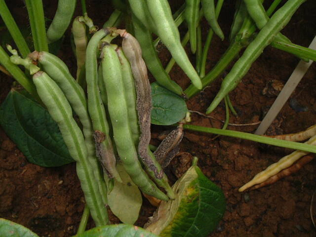 灰色かび病(Botrytis cinerea)
