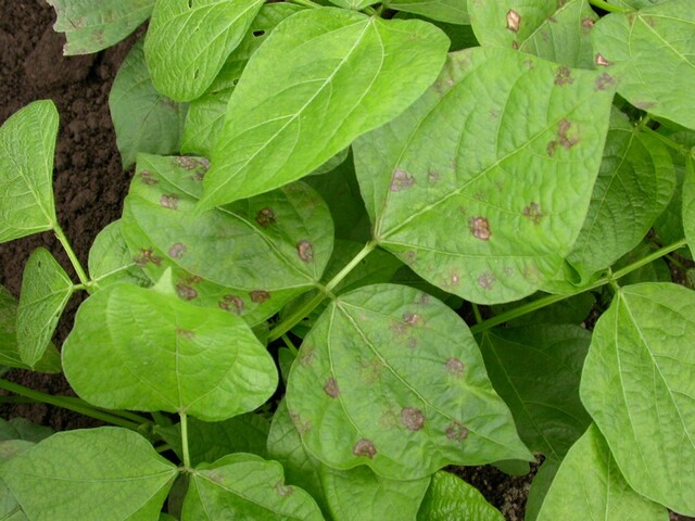 炭疽病(Colletotrichum phaseolorum)