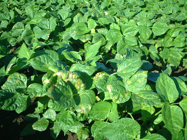 褐斑細菌病(Pseudomonas syringae)