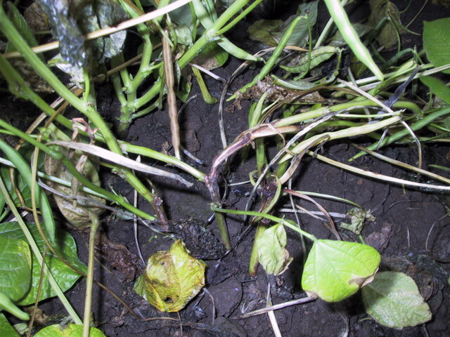 茎腐細菌病(Pseudomonas sp)