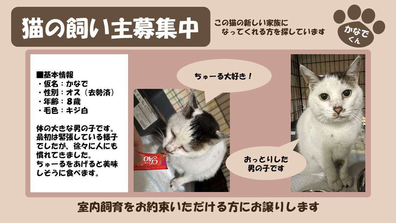 倶知安猫 かなで
