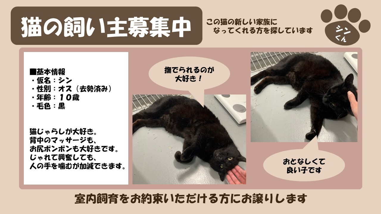 岩内猫 シン