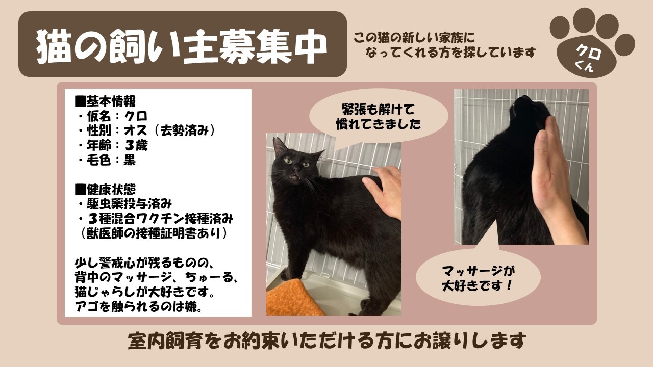 岩内猫 クロ