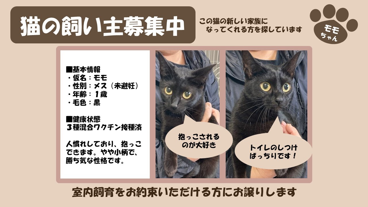 岩内猫 モモ