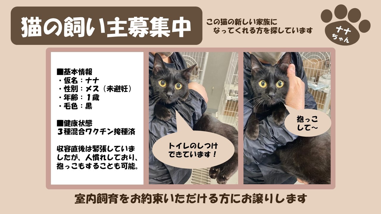 岩内猫 ナナ
