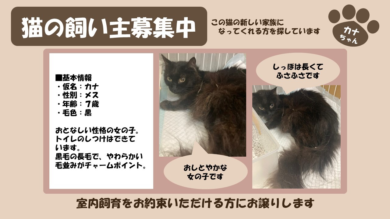 岩内猫 カナ