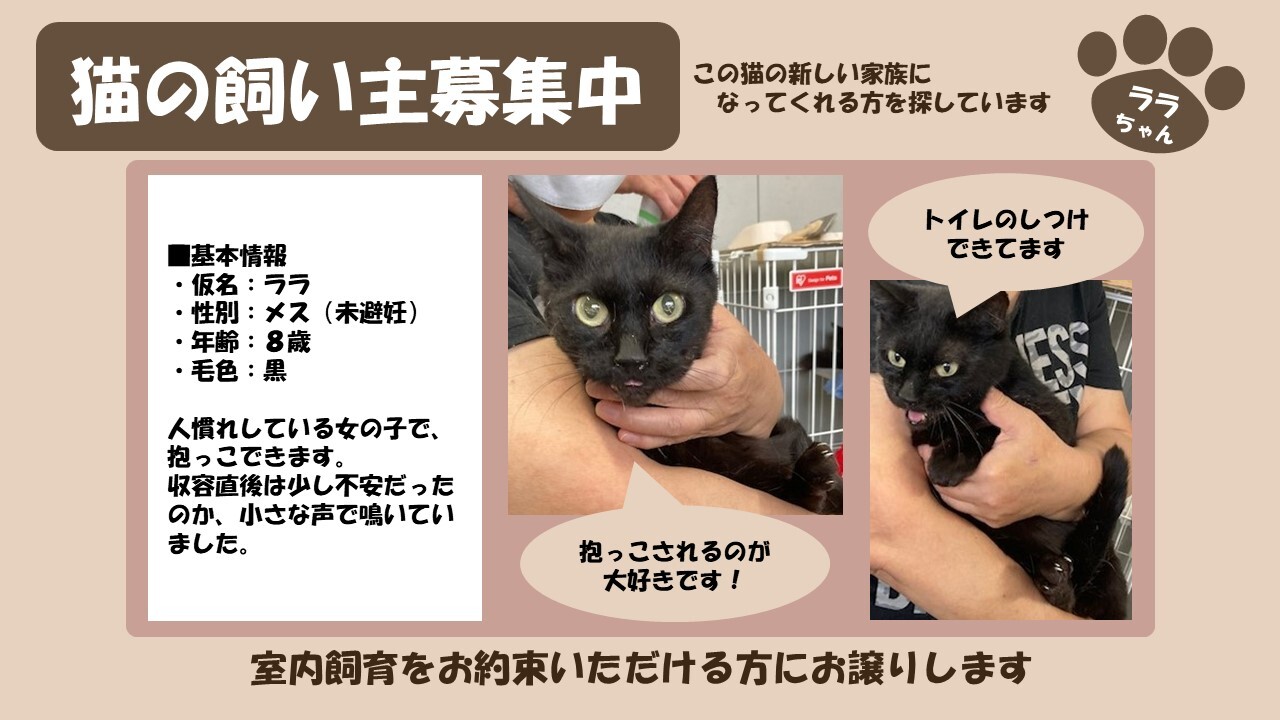 岩内猫 ララ