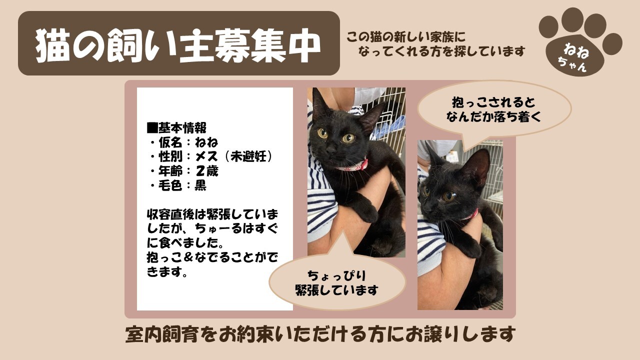 岩内猫 ねね