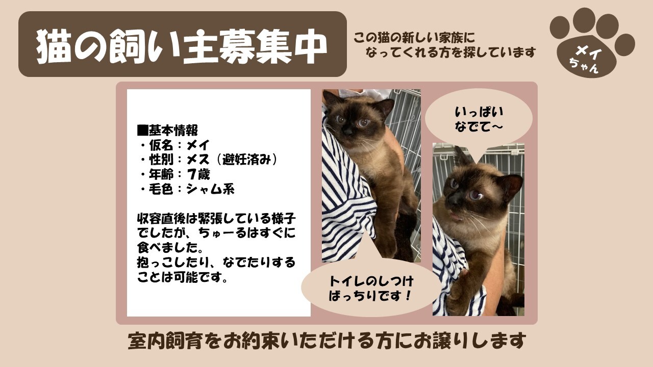 岩内猫 メイ