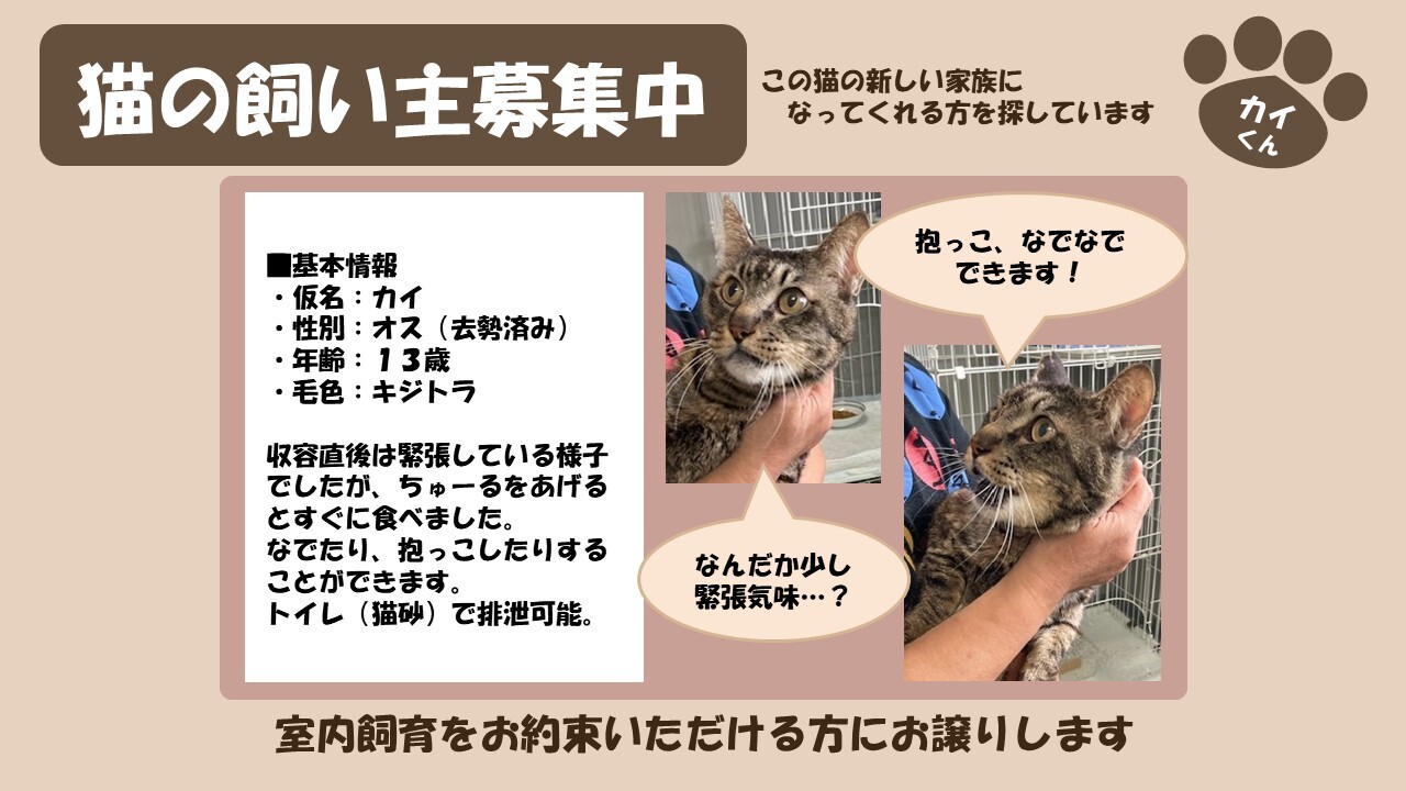 岩内猫 カイ