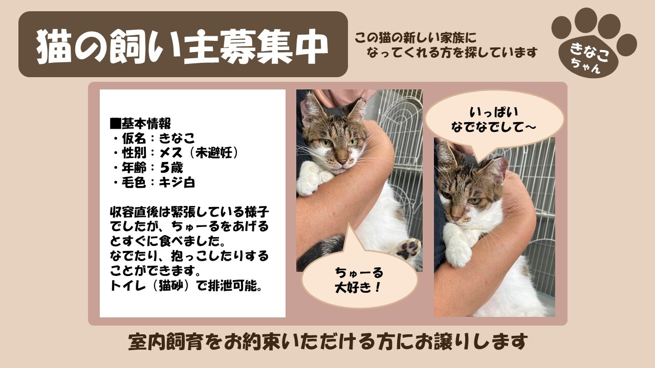 岩内猫 きなこ